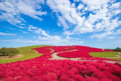 Hitachi Seaside Park, Oarai Sea Torii & Great Buddha w/ tickets
