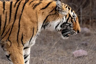 Golden Triangle Tour With Tiger Safari at Ranthambore 7 days