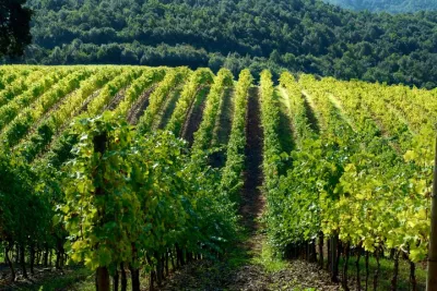 From Florence: Chianti Wine Experience & Tuscan Flavors