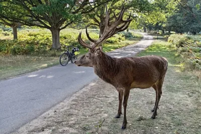 London E-Bike Tour | Richmond Park Deer & Hidden Gems