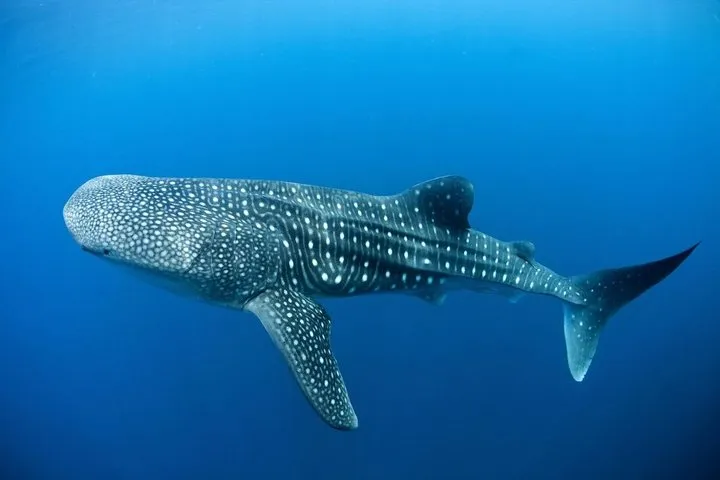 Snorkel con Tiburón Ballena