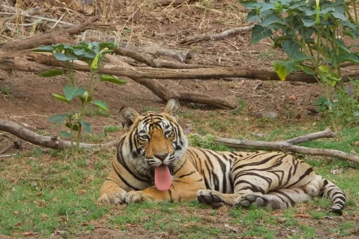 Golden Triangle Tour With Tiger Safari at Ranthambore 7 days