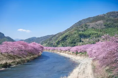 Kawazu Cherry Blossom Sightseeing Tour from Tokyo by Train