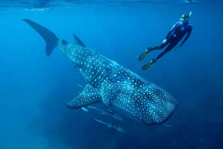 Whale Shark Snorkel Adventure from Cancun & Playa del Carmen