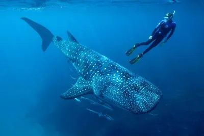 Whale Shark Snorkel Adventure from Cancun & Playa del Carmen