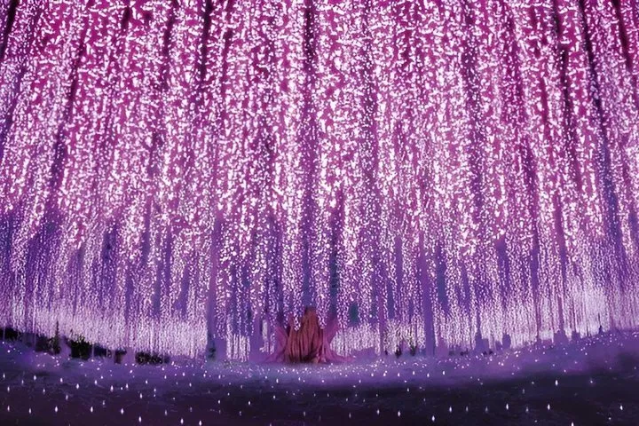 Ashikaga Flower Park Illumination & Strawberry Picking