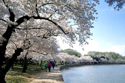 Cherry Blossom Mall and Tidal Basin Bloom Walking Tour