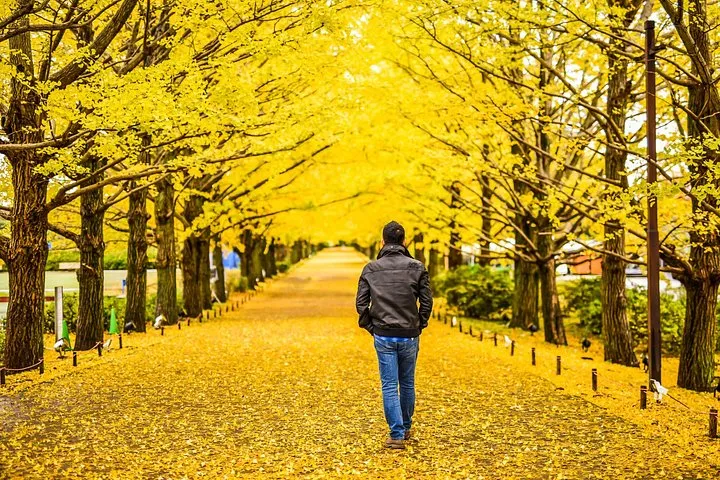 Mt Takao and Showa Kinen Park Autumn Foliage Day Tour from Tokyo