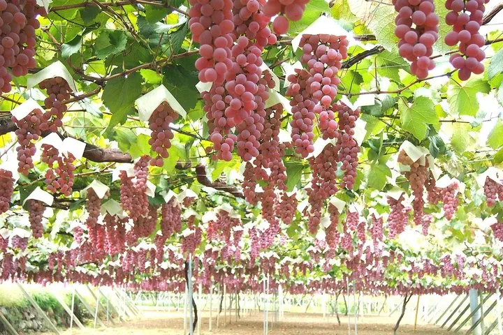 Yamanashi Wine Discovery One Day Private Tour from Tokyo
