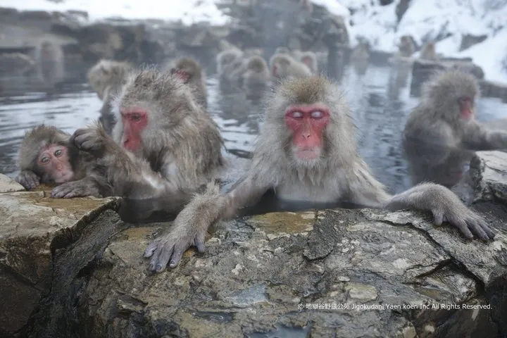 Snow Monkey Park, Zenko-ji Temple & Nagano Foodie Tour from Tokyo